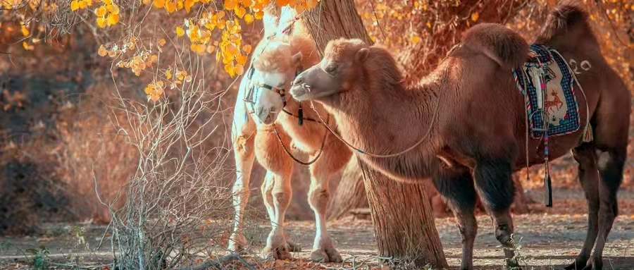 AG真人·国际(中国游)平台官方网站